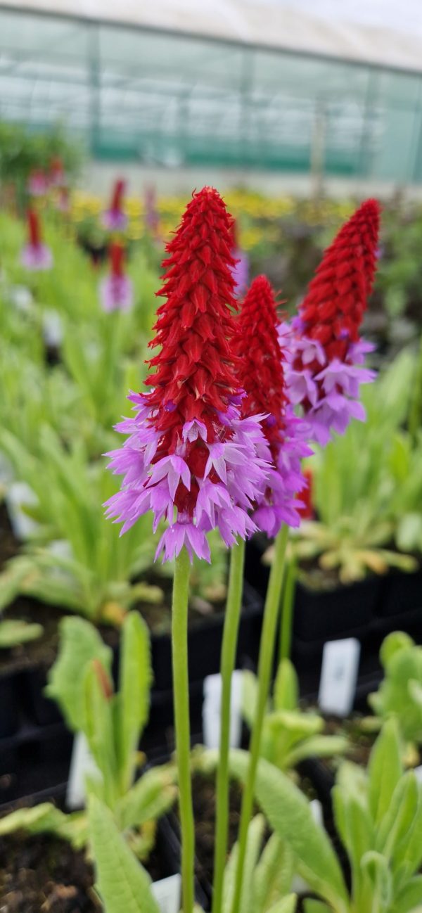 Primula vialii2 Primula vialii