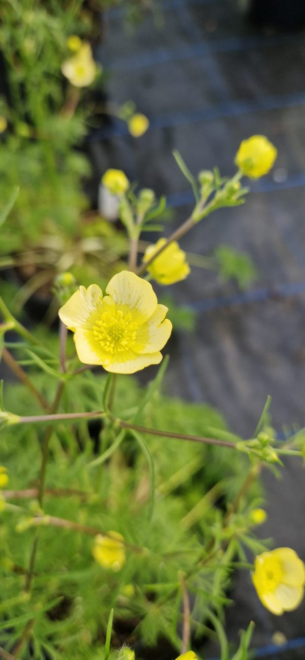 Ranunculus acris ‘Citrinus’ Ranunculus acris ‘Citrinus’