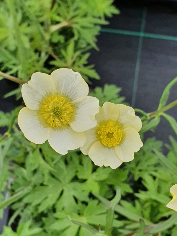 Ranunculus citrinus