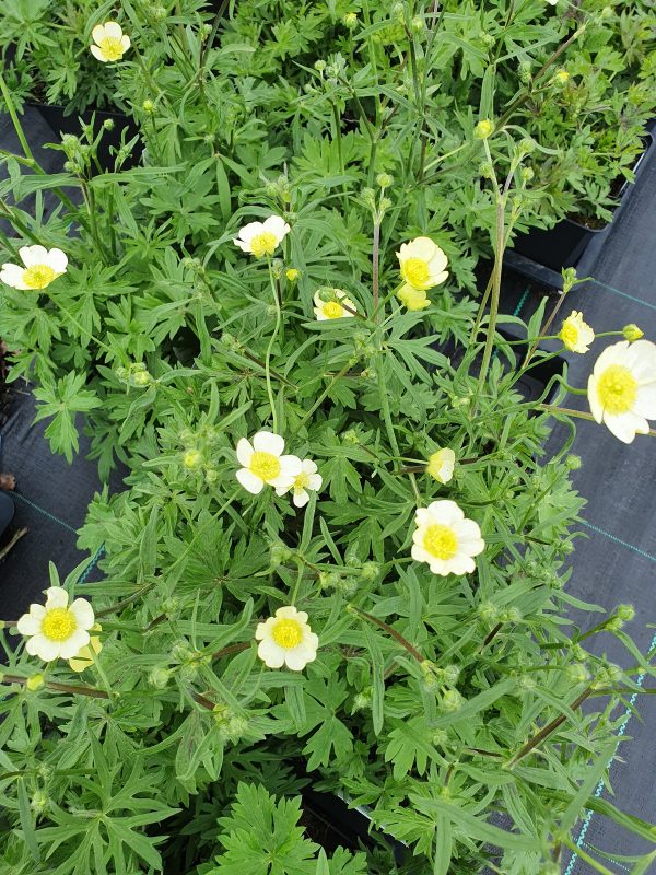 Ranunculus citrinus 3
