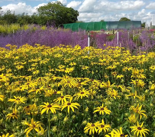 Rudbeckia fulgida var sullivantii Goldsturm2 WEB