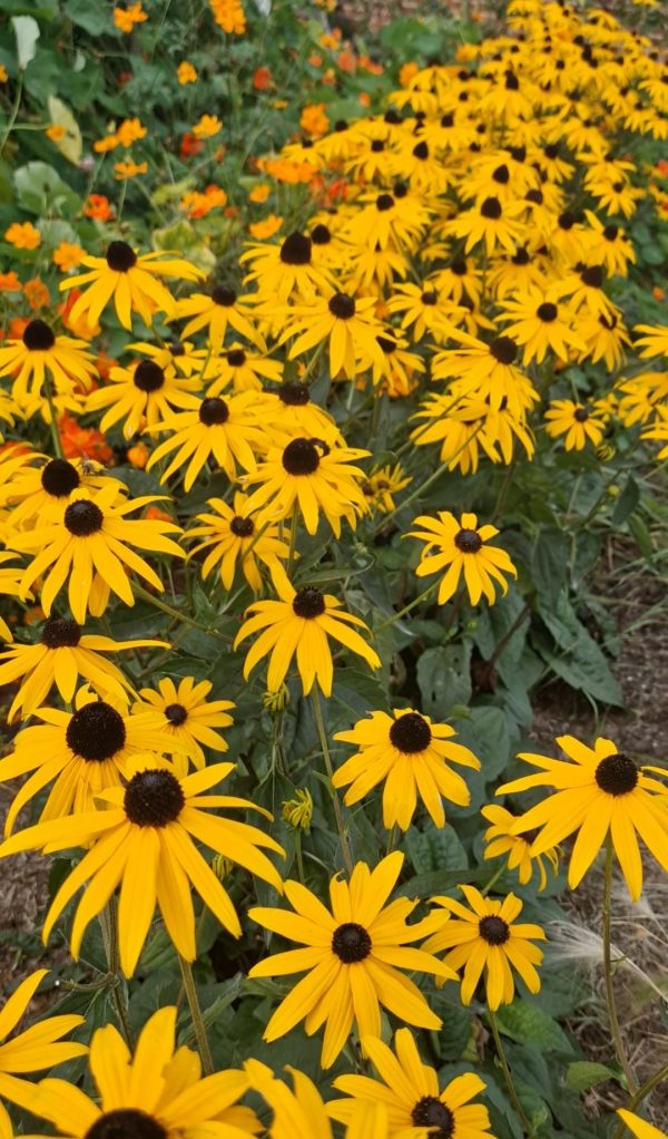Rudbeckia fulgida var. sullivantii 'Goldsturm' Rudbeckia fulgida var. sullivantii 'Goldsturm'