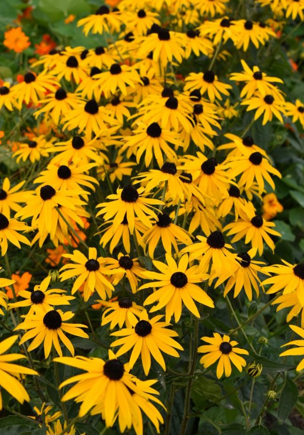 Rudbeckia fulgida var. sullivantii 'Goldsturm'2 Rudbeckia fulgida var. sullivantii 'Goldsturm'