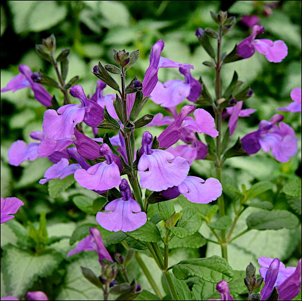 Salvia 'cool Violet' 