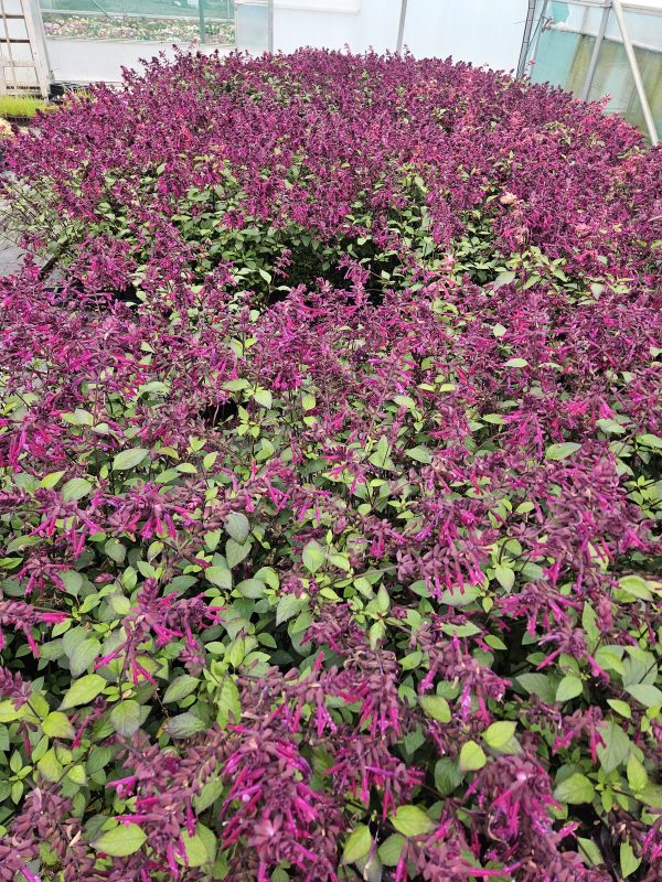 Salvia 'Love and Wishes' (PBR) Salvia 'Love and Wishes' (PBR)