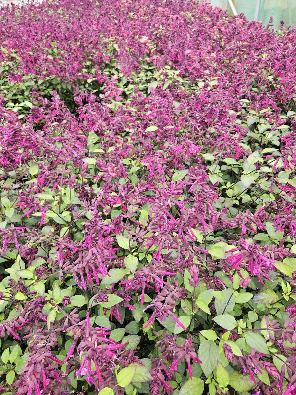 Salvia 'Love and Wishes' (PBR)2 Salvia 'Love and Wishes' (PBR)
