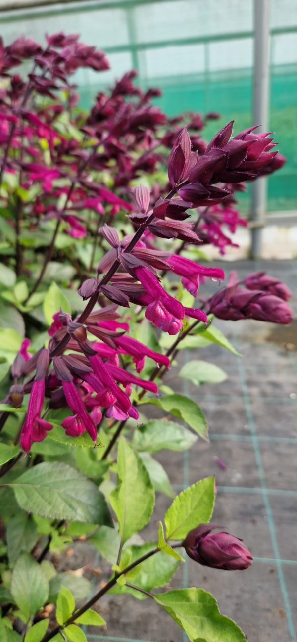 Salvia 'Love and Wishes' (PBR)3 Salvia 'Love and Wishes' (PBR)