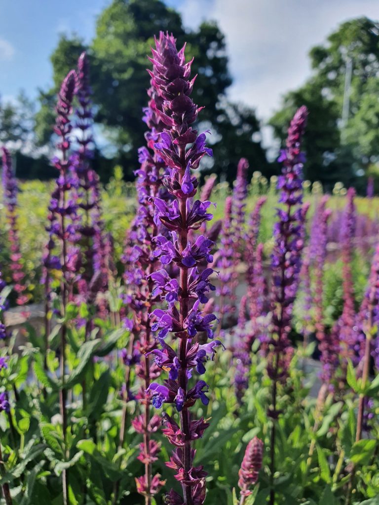 Salvia nemorosa 'Caradonna' | Well Established Salvia | Proctors Nursery