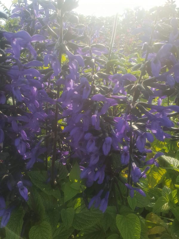 Salvia guaranitica 'Black and Bloom'