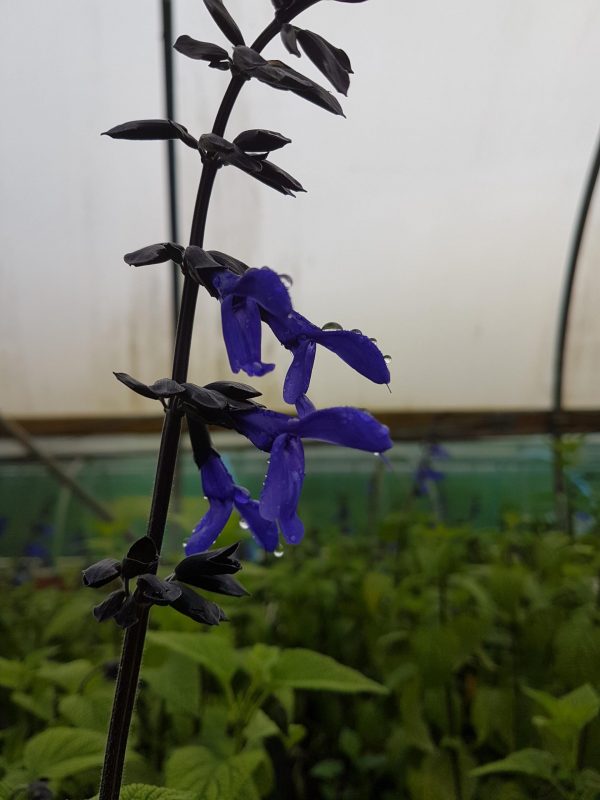 Salvia guaranitica 'Black and Bloom'