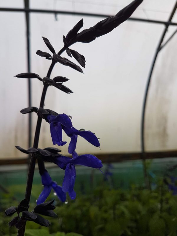Salvia guaranitica 'Black and Bloom'