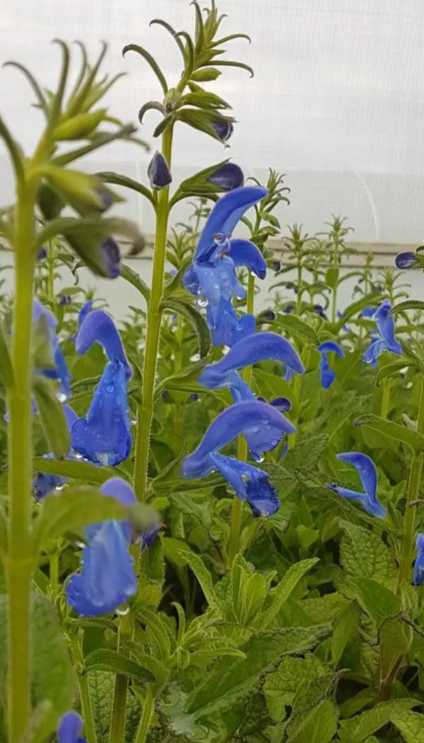 Salvia patens 'Panama Blue'