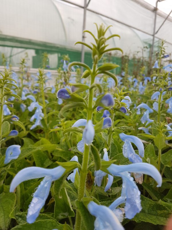 Salvia patents 'Beyond Blue'