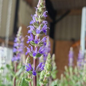 Salvia x superba 'Sensation Blue'