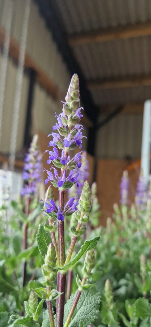 Salvia x superba 'Sensation Blue' Salvia x superba 'Sensation Blue'
