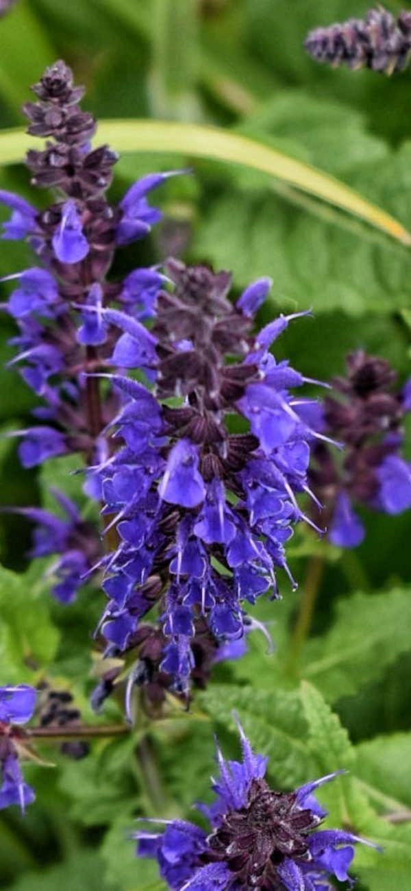 Salvia x sylvestris 'Mainacht' MAY NIGHT
