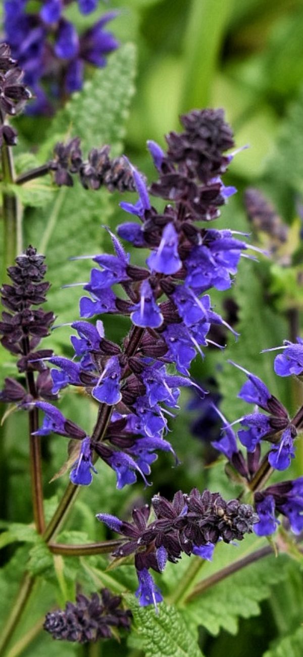 Salvia x sylvestris 'Mainacht' MAY NIGHT