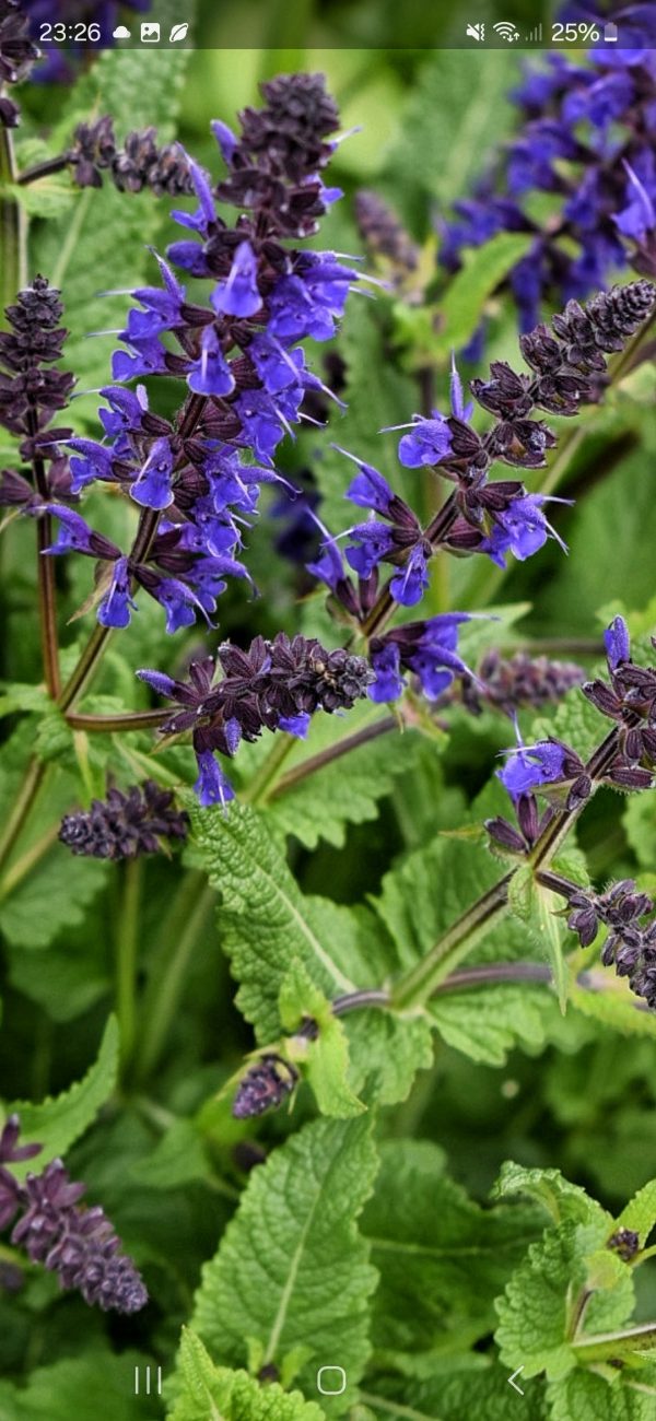 Salvia x sylvestris 'Mainacht' MAY NIGHT