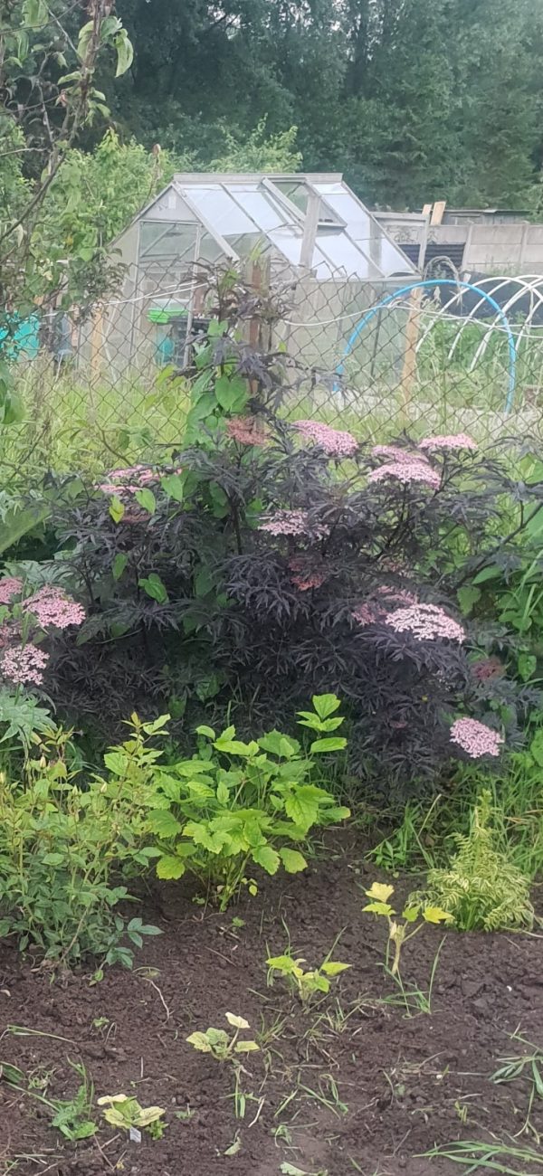 Sambucus nigra 'Black Lace' Sambucus nigra 'Black Lace'
