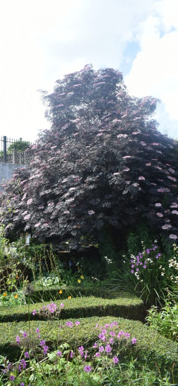 Sambucus nigra 'Black Lace'2 Sambucus nigra 'Black Lace'