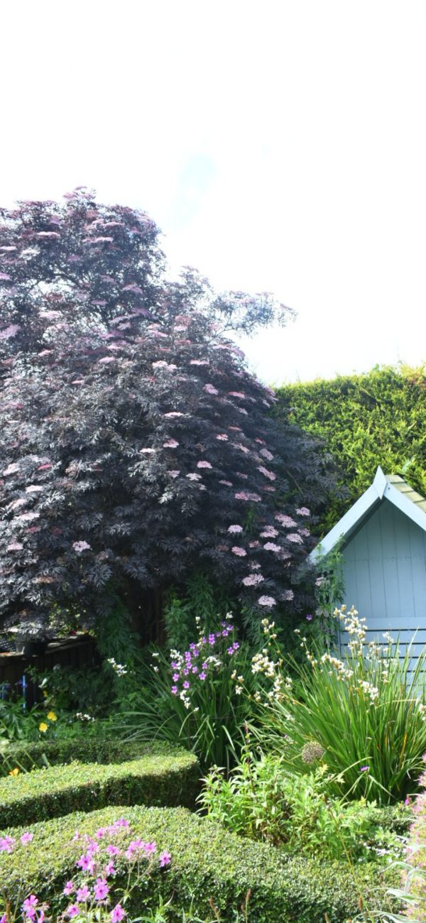 Sambucus nigra 'Black Lace'3 Sambucus nigra 'Black Lace'