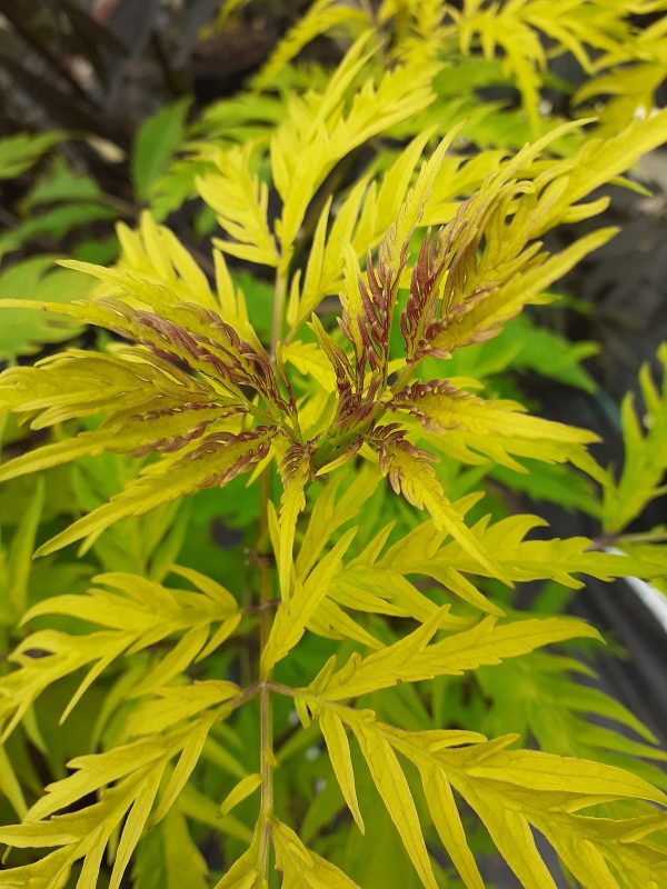 Sambucus_racemosa_Sutherland_Gold2_WEB