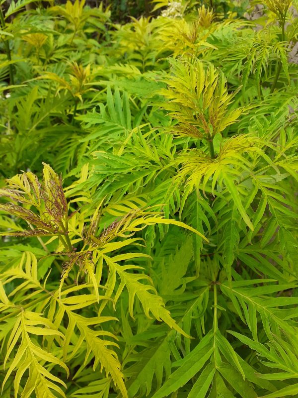 Sambucus_racemosa_Sutherland_Gold_WEB