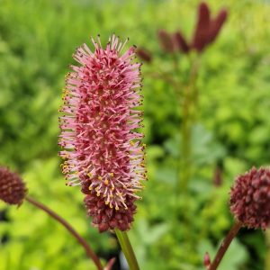 Buy Sanguisorba Plants Online | Online Shop | Proctors Nursery