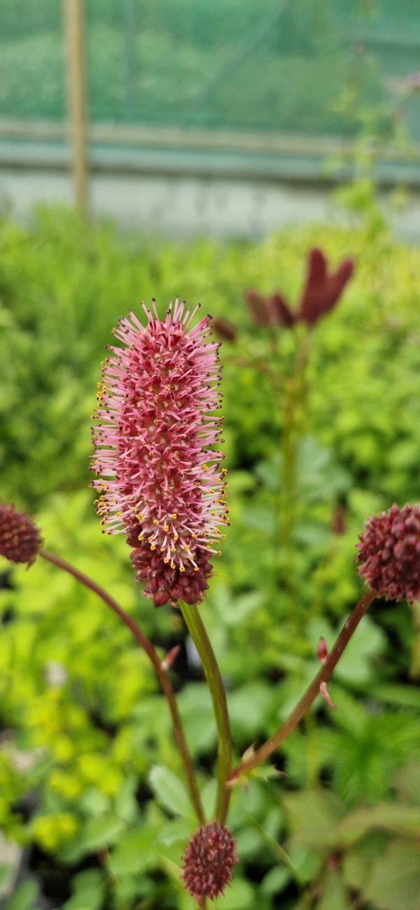 Sanguisorba menziesii | Well Established Sanguisorba | Proctors Nursery