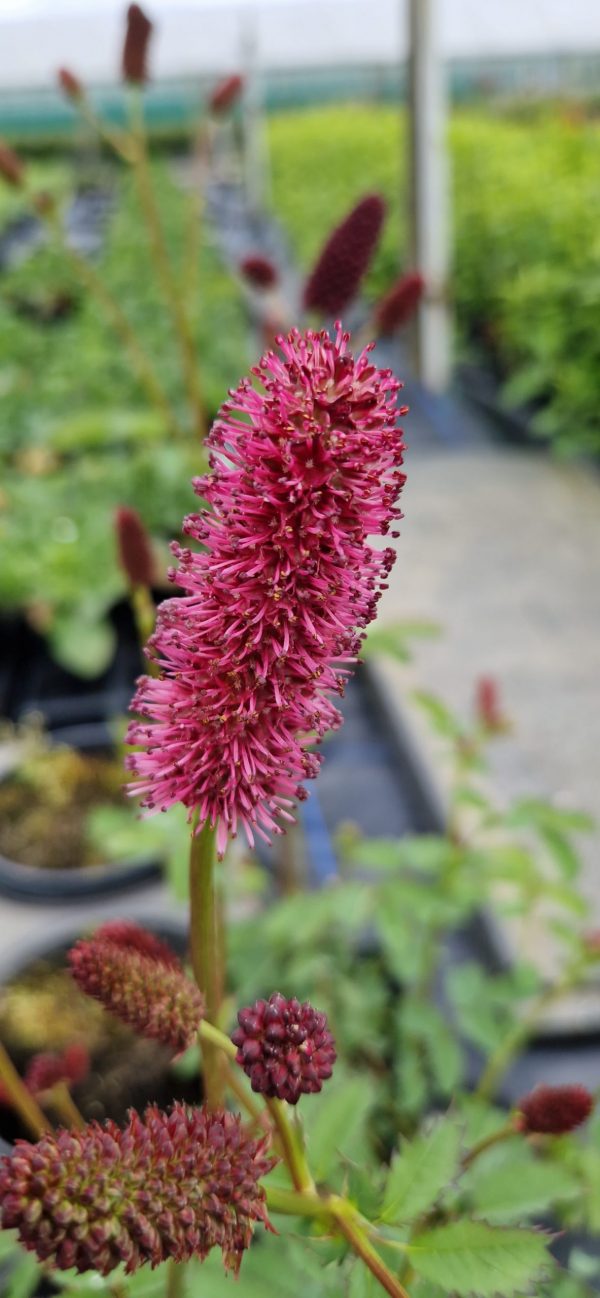 Sanguisorba menziesii2 Sanguisorba menziesii