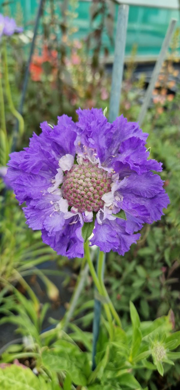 Scabiosa caucasica 'Fama Deep Blue' Scabiosa caucasica 'Fama Deep Blue'