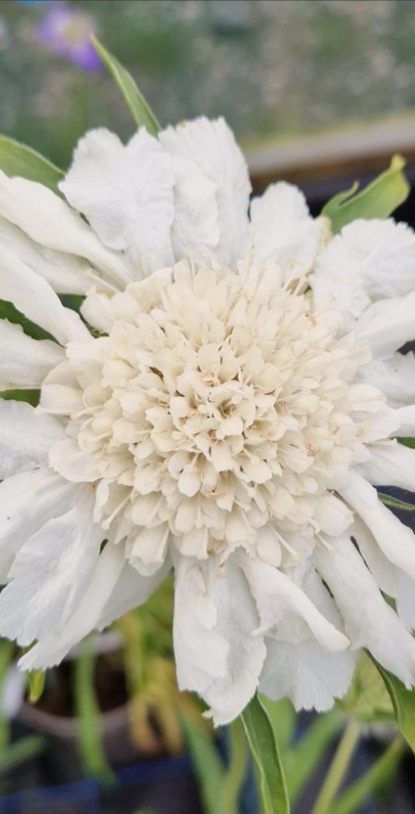 Scabiosa caucasica 'Fama White'
