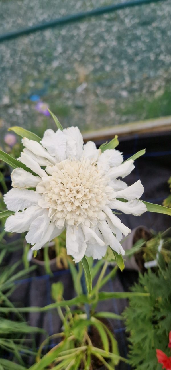 Scabiosa caucasica 'Fama White'