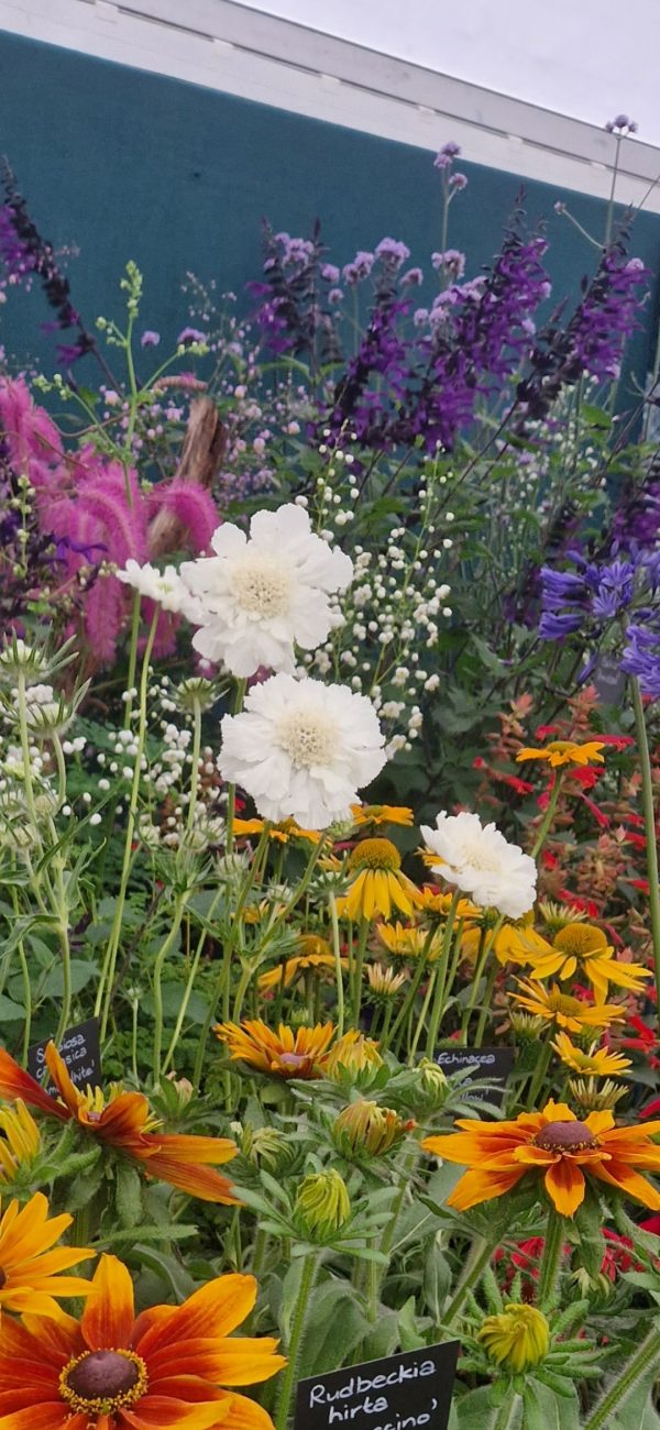 Scabiosa caucasica 'Fama White'