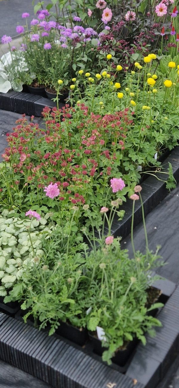 Scabiosa columbaria 'Pink Mist' PBR Scabiosa columbaria 'Pink Mist' PBR