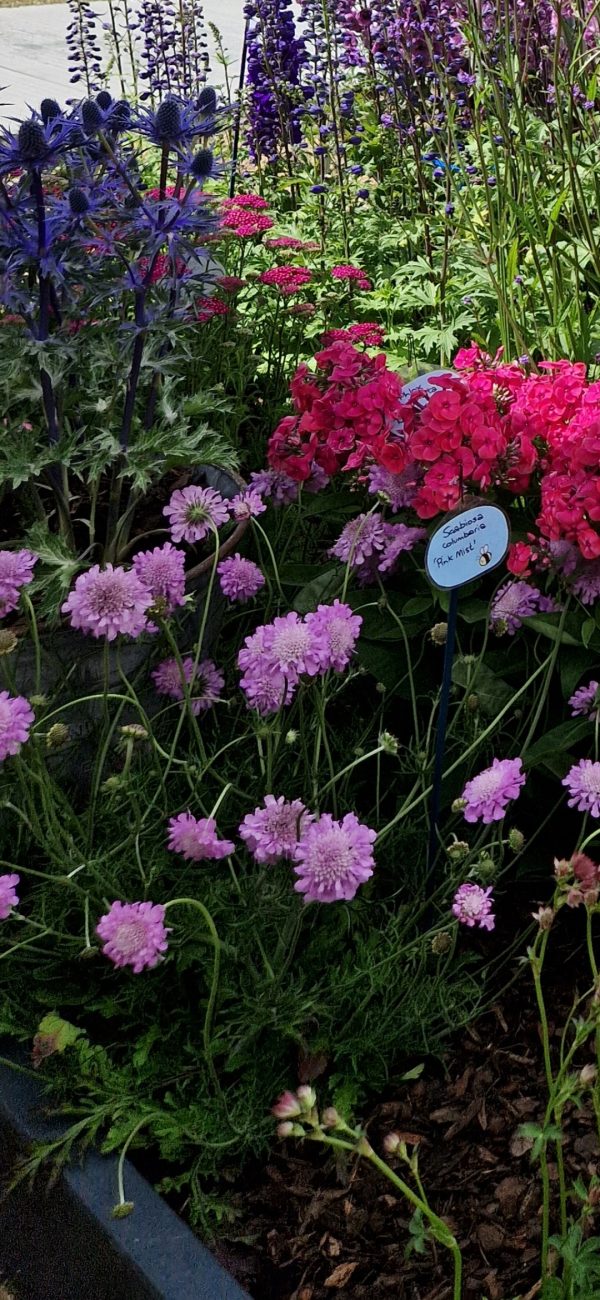 Scabiosa columbaria 'Pink Mist' PBR2 Scabiosa columbaria 'Pink Mist' PBR