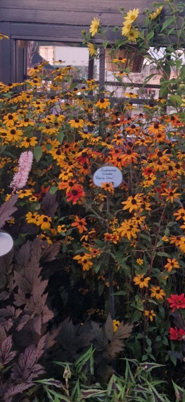 Screenshot_20241208_165840_Gallery