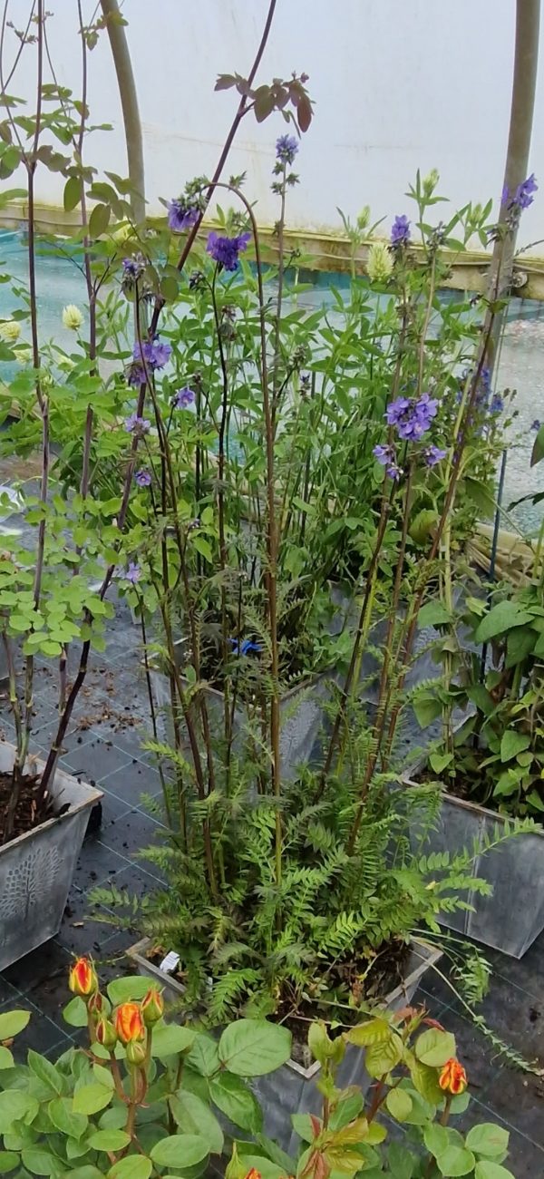 Screenshot_20241214_175653_Photos