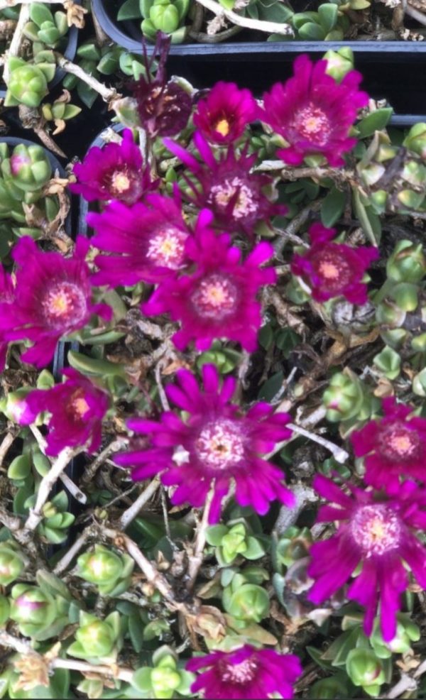 Delosperma 'Sundella Neon'