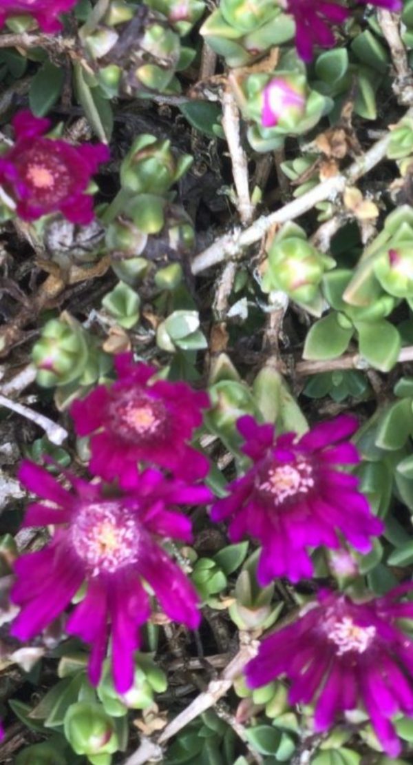 Delosperma 'Sundella Neon'