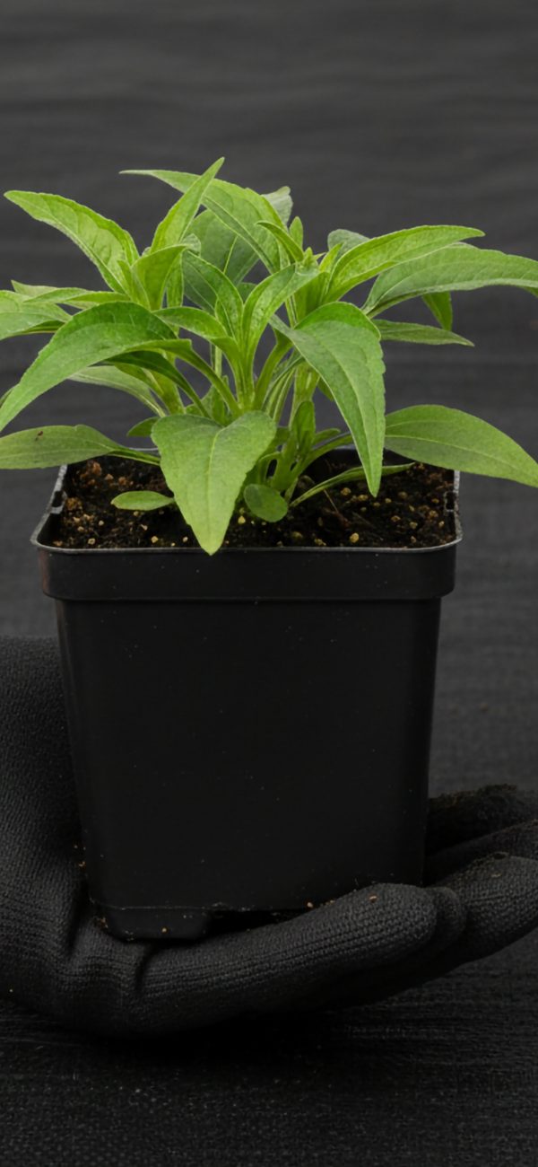 Echinacea 'Hot Summer' Echinacea 'Hot Summer'