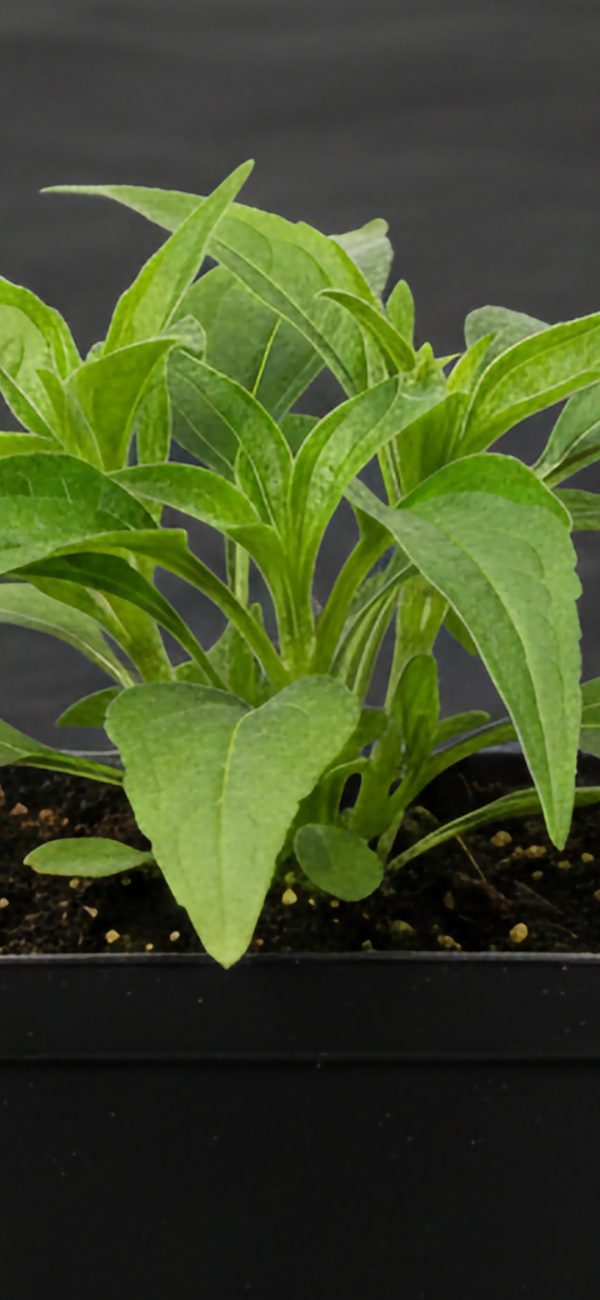 Echinacea 'Hot Summer' Echinacea 'Hot Summer'