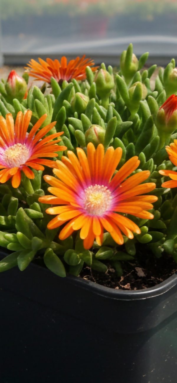 Delosperma 'Sundella Orange'