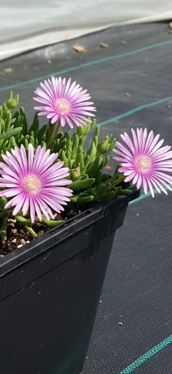 Delosperma 'Sundella Lavender'