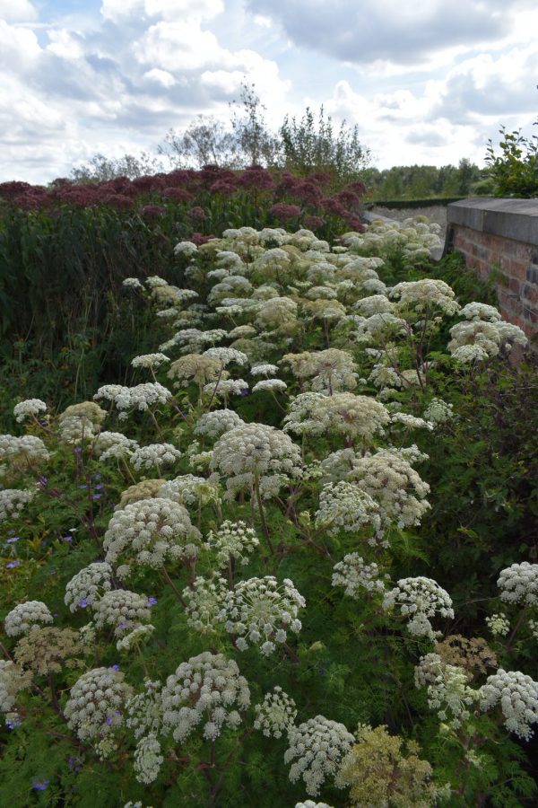 Selinum wallichianum Selinum wallichianum