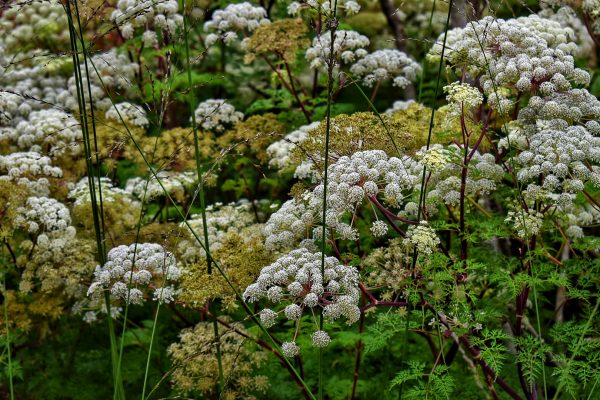 Selinum wallichianum Selinum wallichianum