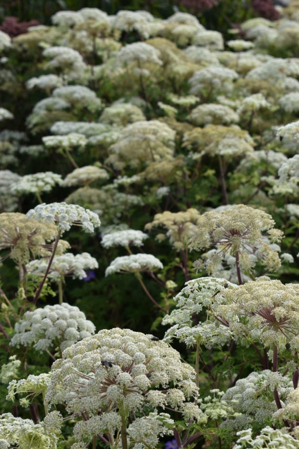 Selinum wallichianum4 Selinum wallichianum