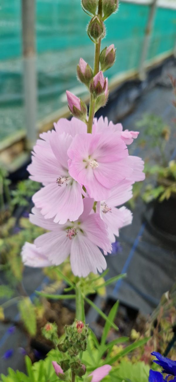 Sidalcea 'Elsie Heugh'