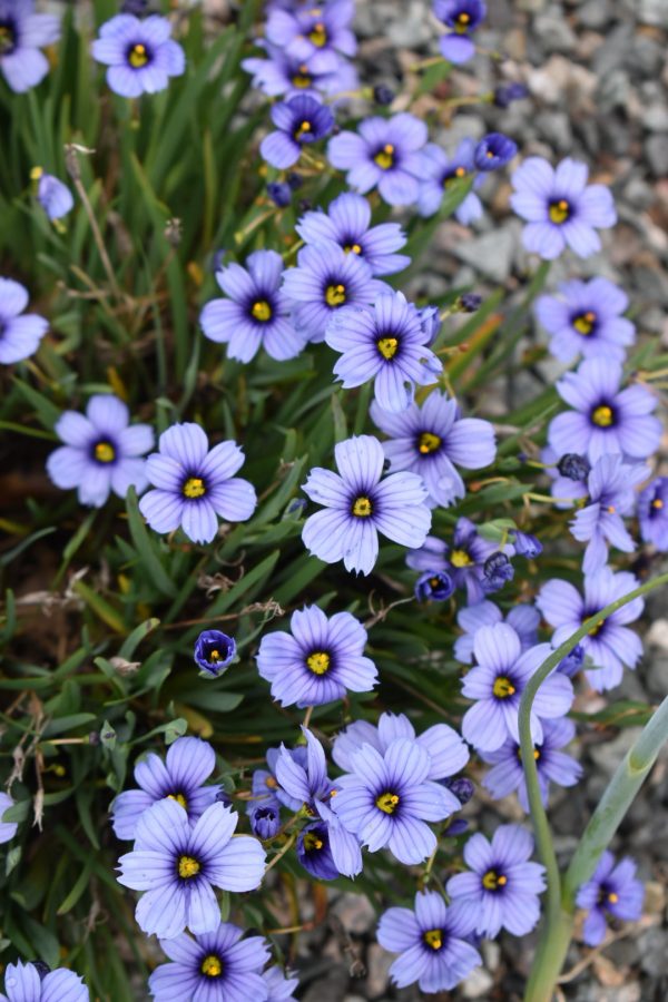 Sisyrinchium 'Sapphire'