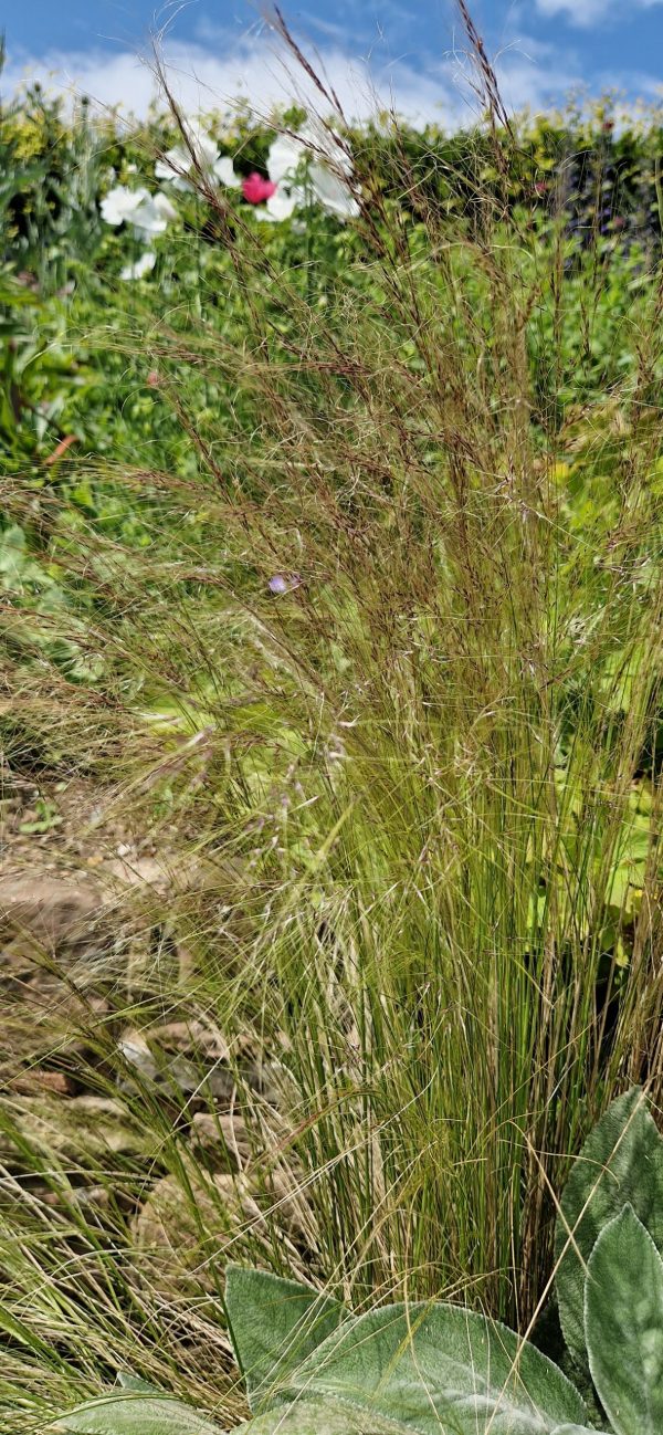 Stipa tenuissima 'Pony Tails' | Well Established Stipa | Proctors Nursery